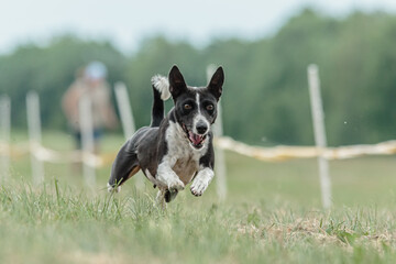 Basenji dog running lure coursing competition on field