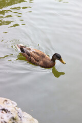 duck on the water