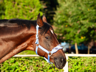 Obraz premium portrait of bay breed Trakehner stallion dressed in blue halter