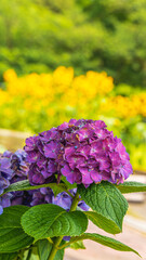 紫陽花と向日葵畑