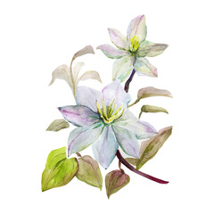 Watercolor white flowers.Image on white and colored background.