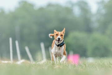 basenji puppy first time running on dog sport competition