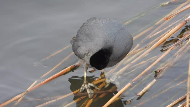 Black eurasian coot duck bird perching on reeds on the water surface.Fulica atra, also known as the common coot, or Australian coot, is a member of the rail and crake bird family, the Rallidae. 4K