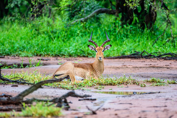 The impala is the most common animal to see in the Kruger park in South Africa.