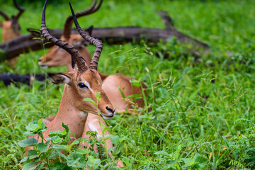 The impala is the most common animal to see in the Kruger park in South Africa.