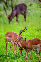 The impala is the most common animal to see in the Kruger park in South Africa.