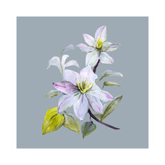 Watercolor white flowers.Image on white and colored background.
