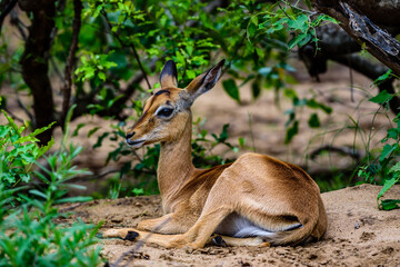 The impala is the most common animal to see in the Kruger park in South Africa.