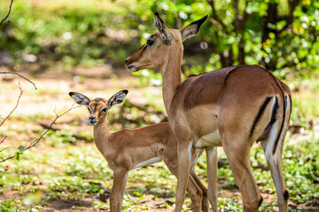 Naklejka na ściany i meble The impala is the most common animal to see in the Kruger park in South Africa.