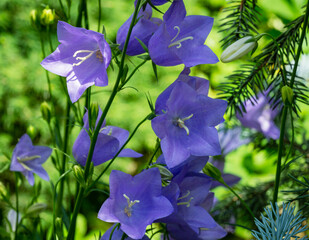 Close-up of violet-blue flowers Campanula persicifolia (peach-leaved bellflower) on blurred green...
