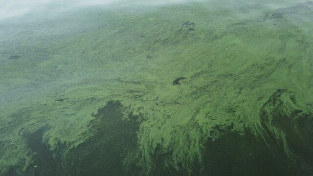 An aerial view of the river. Green algae on the surface of the water. blooming water as a consequence of the dam structure and environmental pollution