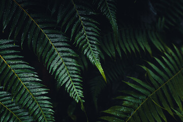Fototapeta na wymiar Dark fern leaves in the tropical rainy season