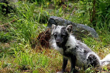 Fototapeta premium renard