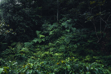 Dark fern leaves in the tropical rainy season