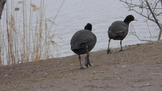 Big-footed black Eurasian Coot waterfowl walking on land.Fulica atra, also known as the common coot, or Australian coot, is a member of the rail and crake bird family, the Rallidae.foot feet leg 4K