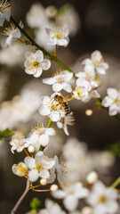 Erste Blüten mit Biene