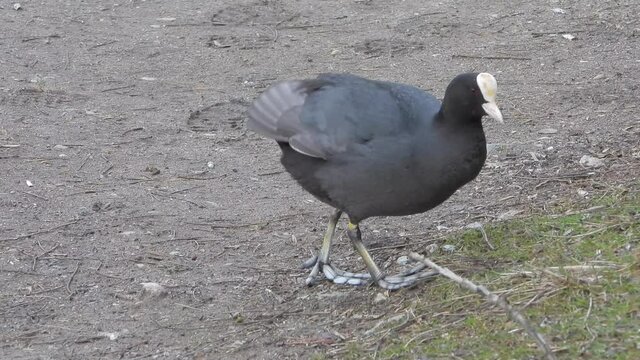 Big-footed black Eurasian Coot waterfowl walking on land.Fulica atra, also known as the common coot, or Australian coot, is a member of the rail and crake bird family, the Rallidae.foot feet leg 4K