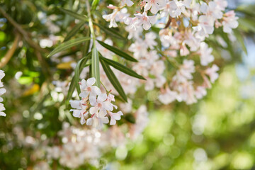 Fototapeta premium Beautiful delicate blooming tree with bokeh background. Seamless pattern.