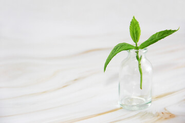 green mint leaves in a glass bottle