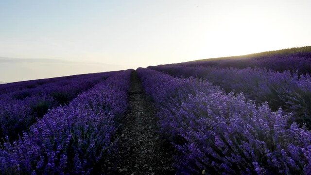 Rows of luxurious lilac lavender flowers close up on the steep slope. The morning haze ahead obscures the golden dawn. Above, the blue sky is barely visible. The camera moves forward.