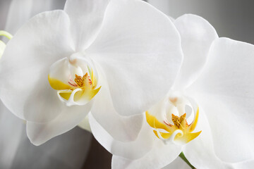 Fototapeta na wymiar White phalaenopsis flowers