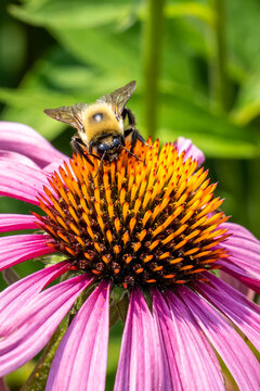 Macro View Of A Fuzzy Bee On A Purple Coneflower