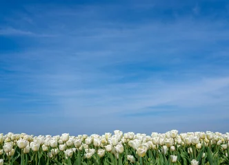 Fototapete Tulipfields Flevoland Province, The Netherlands © Holland-PhotostockNL