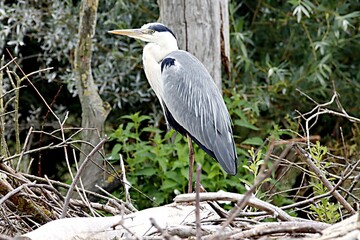 herons