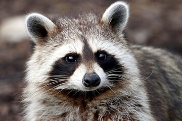 raton laveur © schoefolt