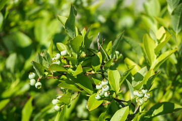Unripe berries of blueberry bush with green leaves.