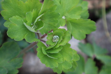 Green leaves of aquilegia with water drops.
