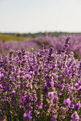 Obraz premium Violet lavender field