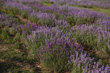Fototapeta na wymiar Violet lavender field