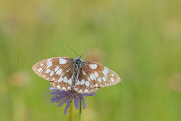 Top view on a female marbled white butterfly (Melanargia galathea).
