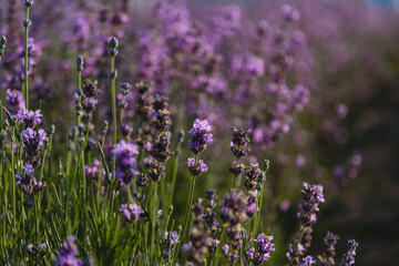 Violet lavender field