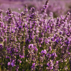 Obraz premium Violet lavender field