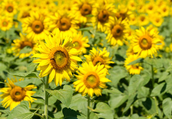 The beautiful sunflower with the little bee in the floral park.