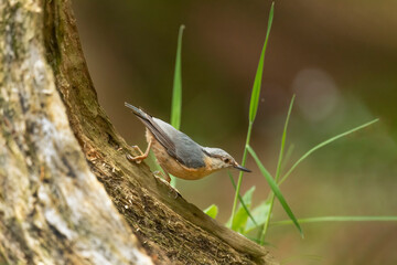 Nuthatch perched on a branch in woodland, close up in the spring time in Scotland
