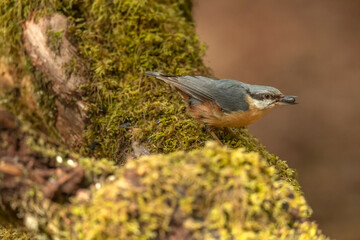 Nuthatch perched on a branch in woodland, close up in the spring time in Scotland