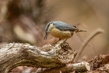 Nuthatch perched on a branch in woodland, close up in the spring time in Scotland