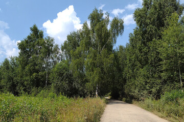 A country road among the green  trees