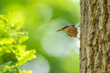 Nuthatch perched on a branch in woodland, close up in the spring time in Scotland