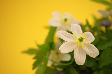 Spring background with blooming white flowers
