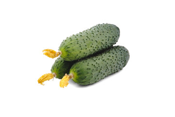 Three green fresh cucumbers with pimples lie on top of each other, varieties of gherkins, with withered yellow flowers, whole in sharpness, isolated on a clean white background with a slight soft shad