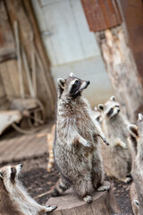 Raton laveur dress&eacute; sur les pattes arri&egrave;res