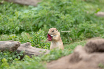 Chien de prairie en train de manger une betterave