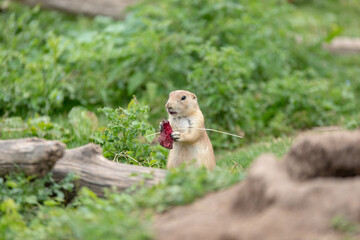 Chien de prairie en train de manger une betterave