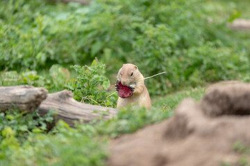 Chien de prairie en train de manger