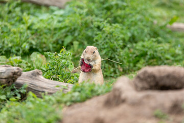Chien de prairie en train de manger betterave