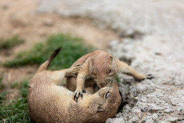 Deux chiens de prairie en train de jouer